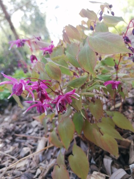 Epimedium grandiflorum Rose Queen