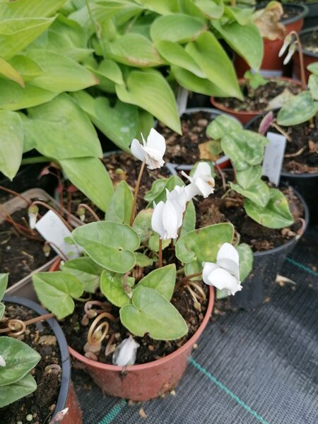 Cyclamen hederifolium Albiflorum