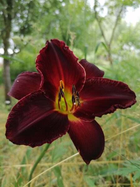 Hemerocallis Otello