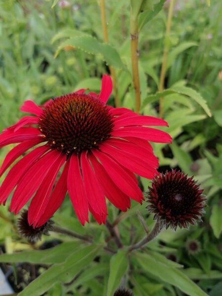 Echinacea Prima Ruby JAUNUMS 2024