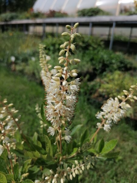 Clethra alnifolia Hummingbird