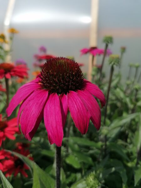 Echinacea Prima Berry JAUNUMS 2024