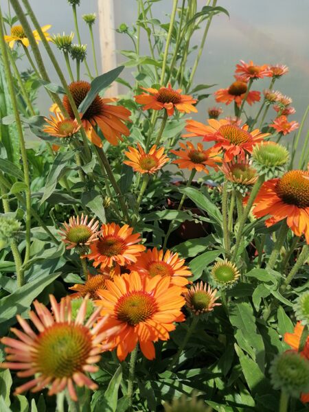 Echinacea Prima Tiger JAUNUMS 2024