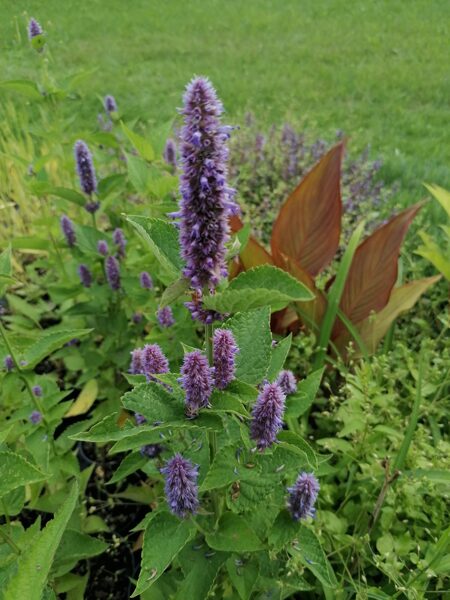 Agastache rugosa- agastahe