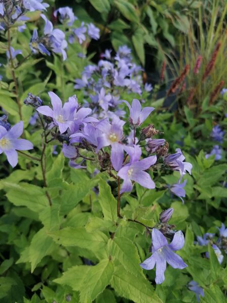 Campanula lactiflora Prichard's Variety