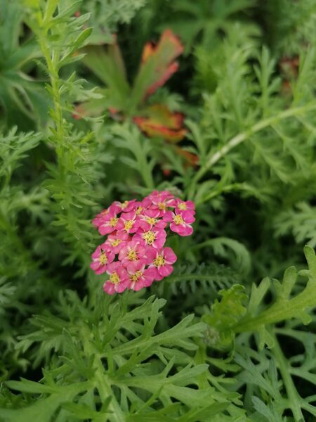 Achillea millefolium Skysail Bright Pink JAUNUMS 2025