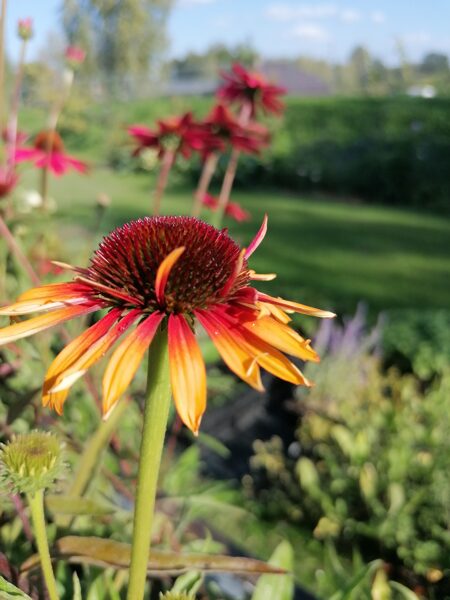 Echinacea Pearl Parrot
