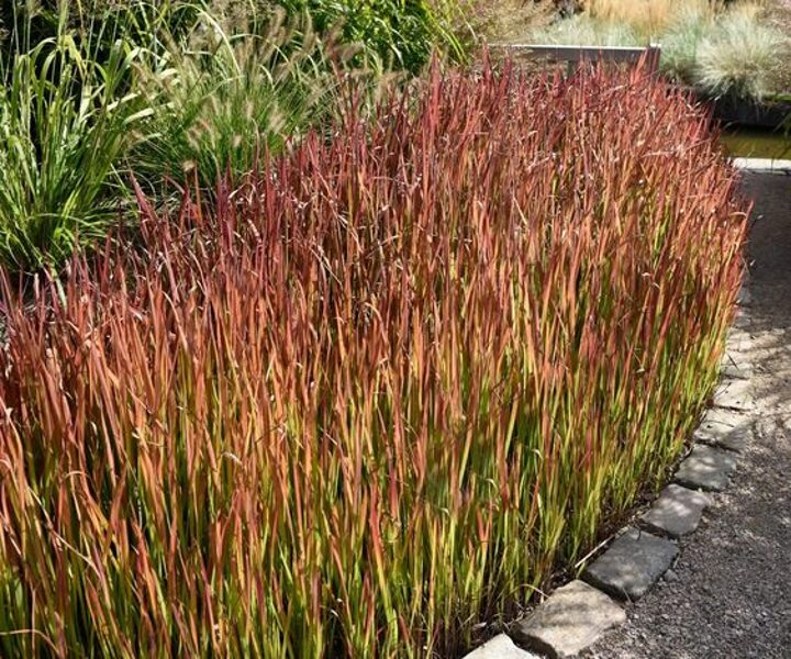 Imperata cylindrica Red Baron- cilindriskā imperata