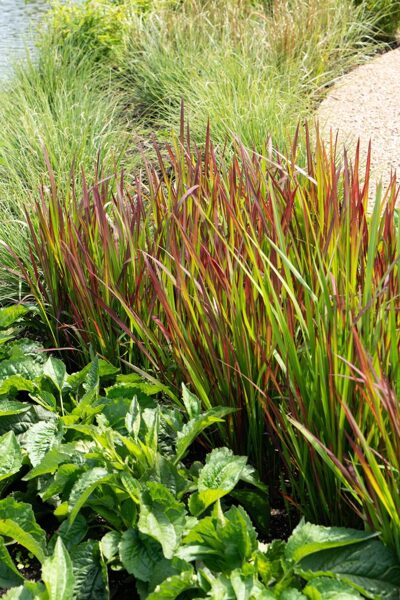 Imperata cylindrica Red Baron