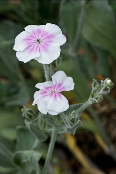 Lychnis coronaria Angel Blush JAUNUMS 2025