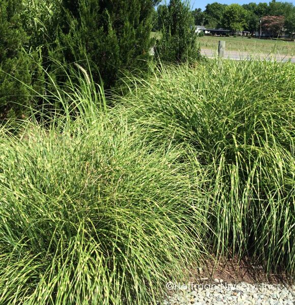 Miscanthus sinensis Little Zebra