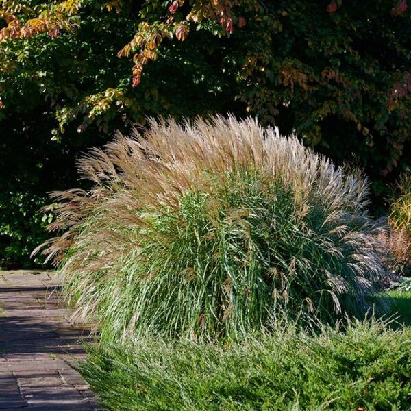 Miscanthus sinensis Yakushima Dwarf