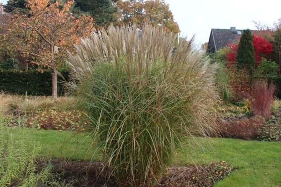 Miscanthus sinensis Federweißer