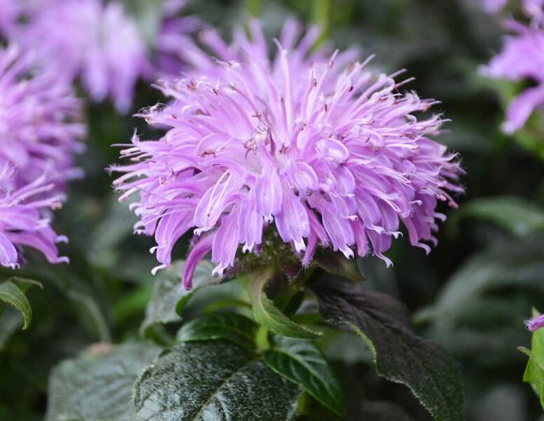 Monarda Blue Moon JAUNUMS 2025