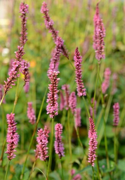 Persicaria amplexicaulis Ample Pink JAUNUMS 2025