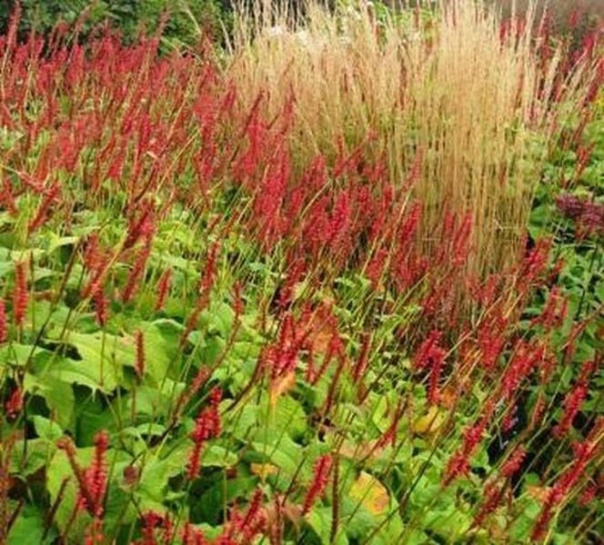 Persicaria amplexicaulis Fat Domino