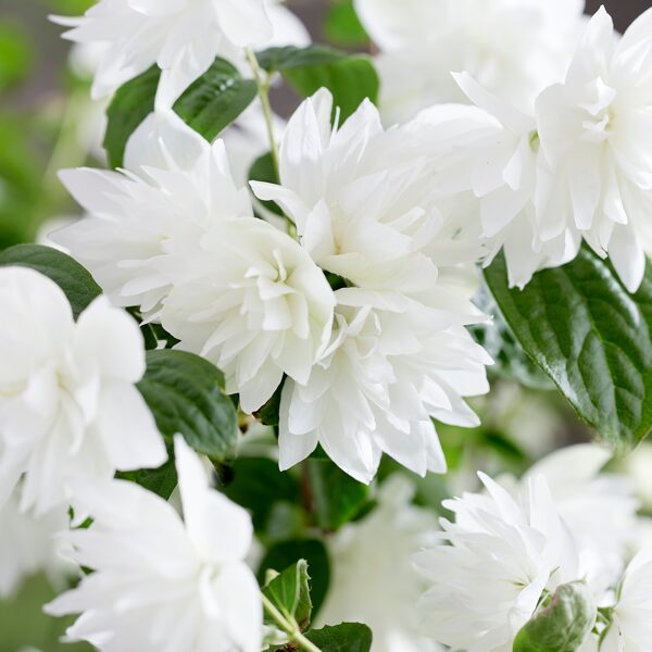 Philadelphus Pearls of Perfume JAUNUMS 2024