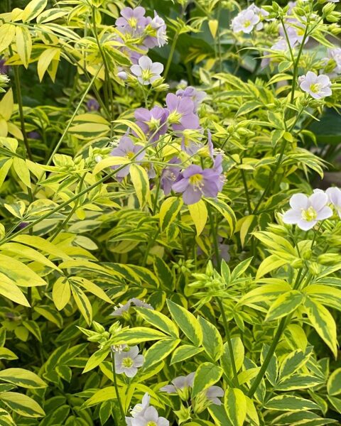 Polemonium Golden Feathers
