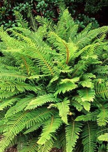 Polystichum setiferum Proliferum