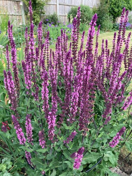 Salvia x superba Caradonna Pink
