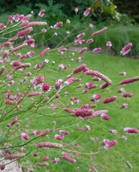 Sanguisorba Rock and Roll