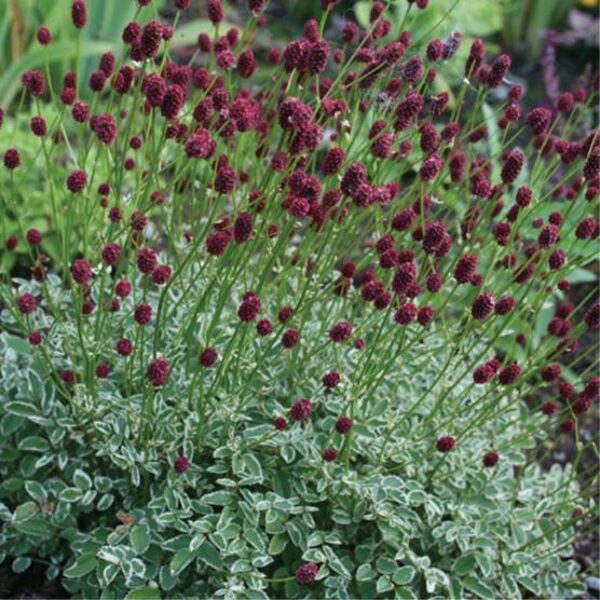 Sanguisorba Little Angel JAUNUMS 2025