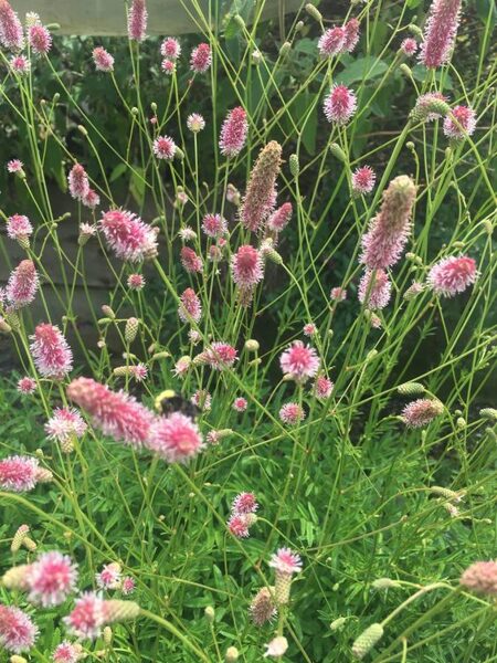 Sanguisorba officinalis Pink Tanna