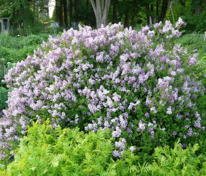 Syringa meyeri Palibin JAUNUMS 2025