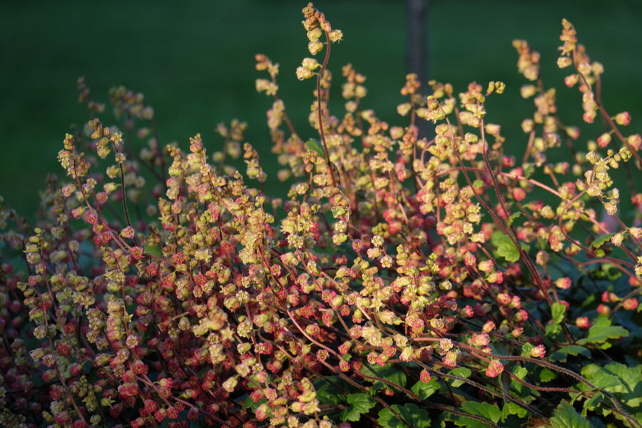 Tellima grandiflora Moorblut