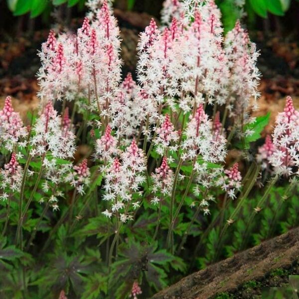 Tiarella hybrida Angel Wings