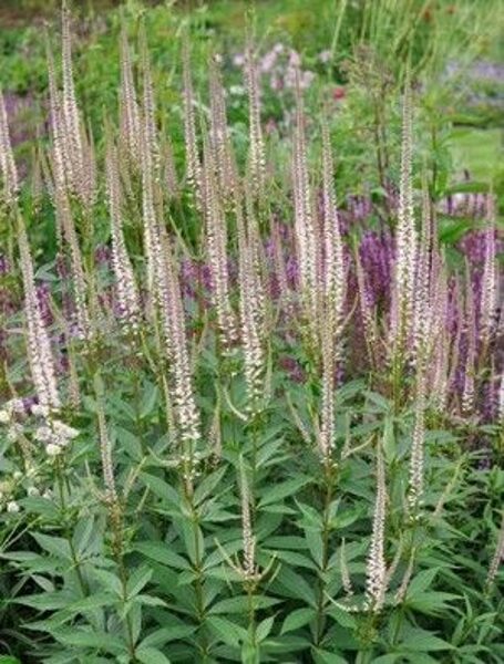 Veronicastrum virginicum Rosea