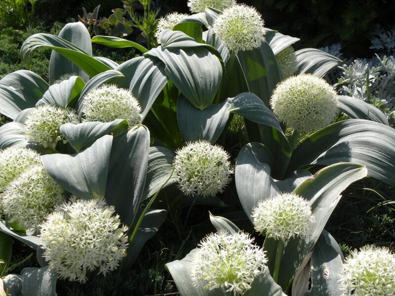 Allium karataviense Ivory Queen