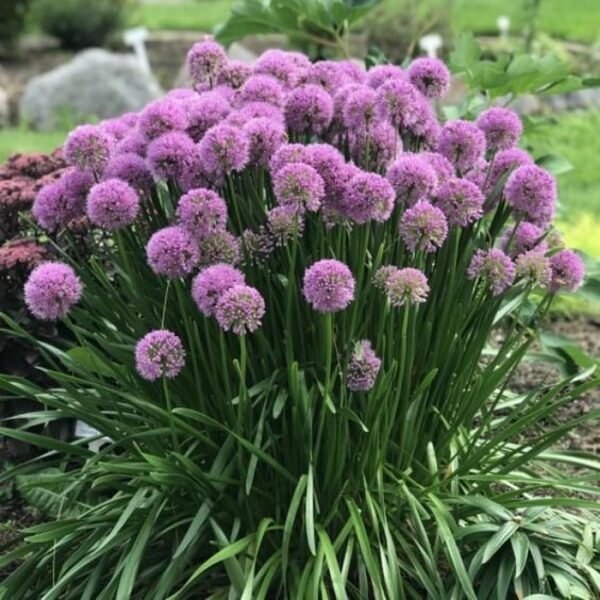 Allium Millenium