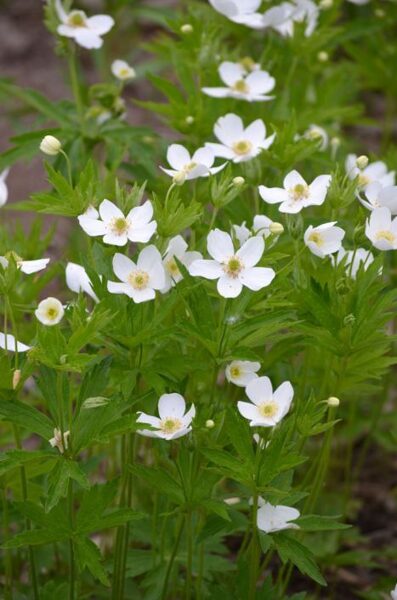 Anemone canadensis JAUNUMS 2025