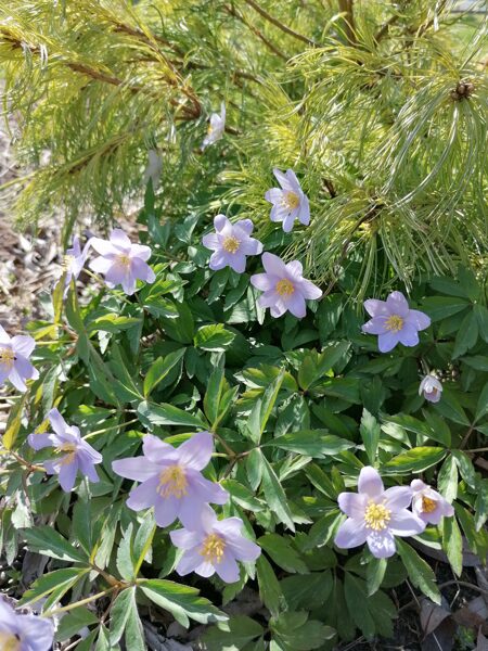 Anemone nemorosa Robinsoniana- anemone