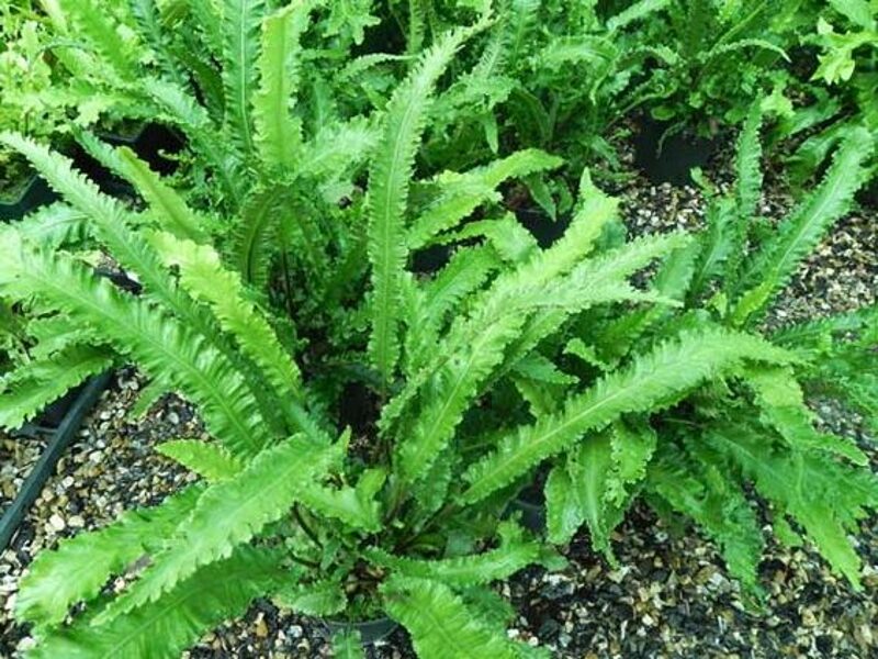 Asplenium scolopendrium Angustifolia