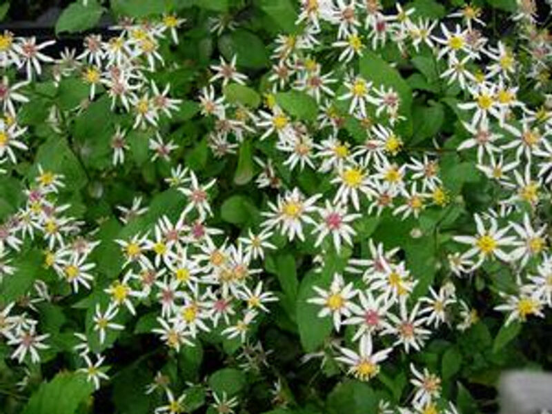 Aster divaricatus Eastern Star