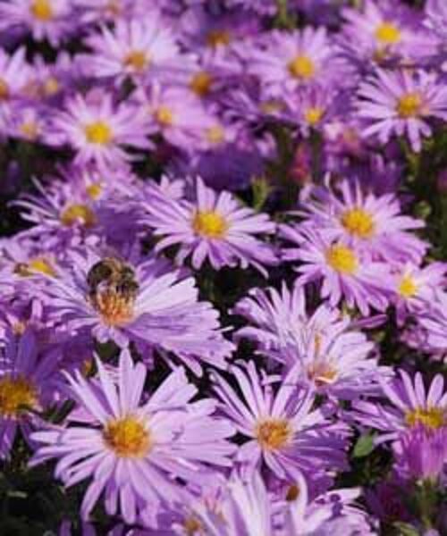 Aster dumosus Herbstgruß vom Bresserhof