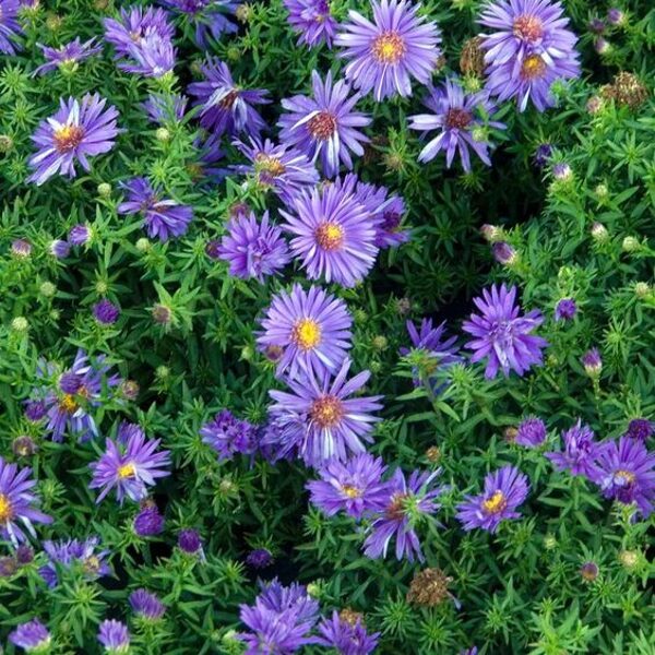 Aster dumosus Sapphire