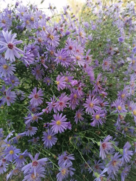 Aster Little Carlow- ziemastere