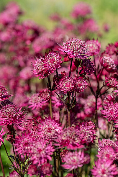 Astrantia major Astra Red