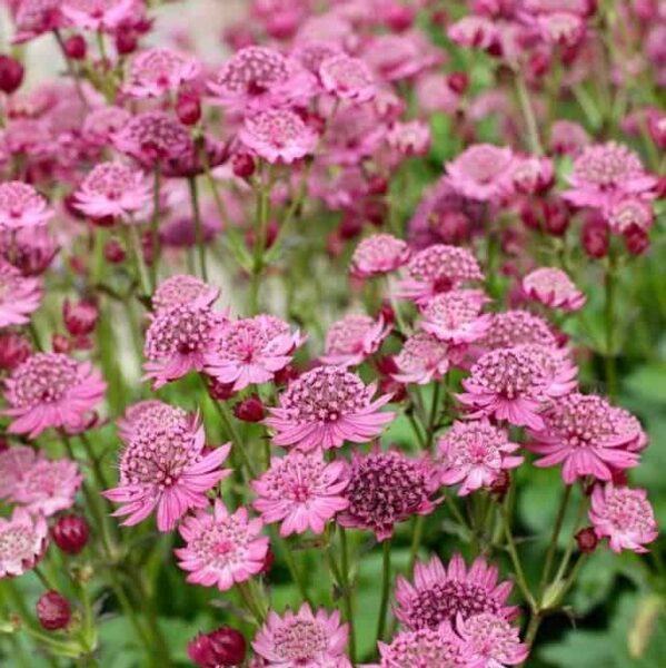 Astrantia major Cerise Button- astrancija