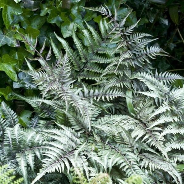 Athyrium niponicum Metallicum