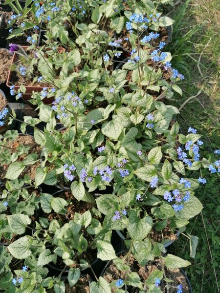 Brunnera macrophylla sējeņi