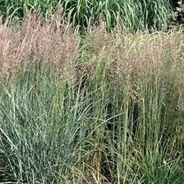 Calamagrostis x acutiflora Overdam