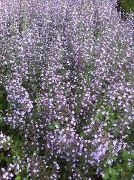 Calamintha nepeta Blue Cloud