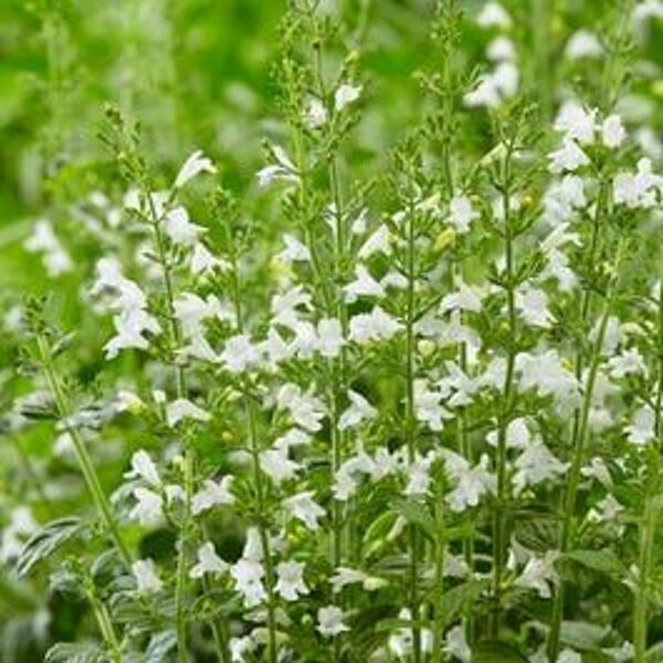 Calamintha nepeta Marvelette White
