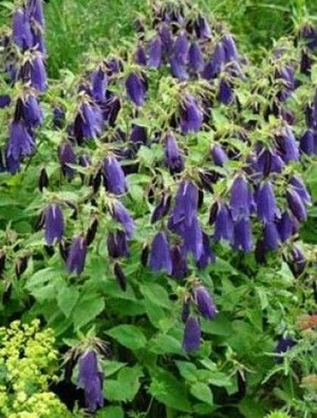 Campanula Sarastro