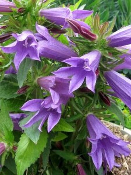 Campanula Viking JAUNUMS 2025