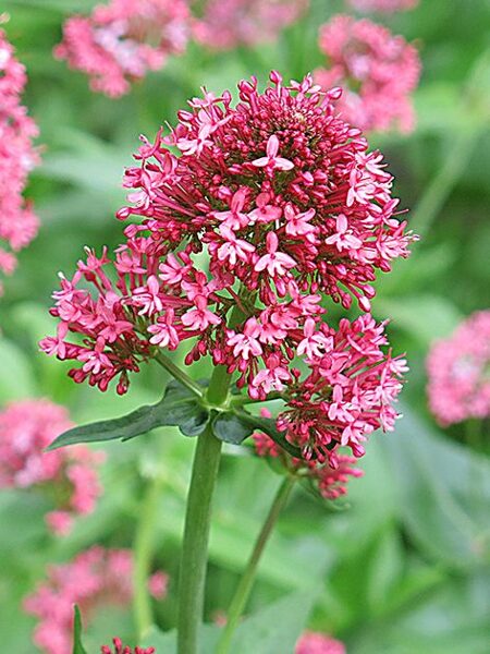 Centranthus ruber var. coccineus